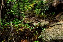The Grottos Forest