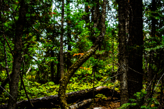 White River National Forest