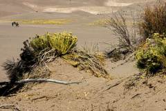 Great Sand Dunes